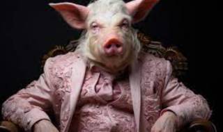 Почки свиньи прижились и нормально функционируют в человеческом организме