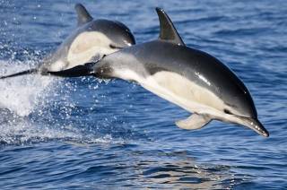Черноморские дельфины - на грани вымирания