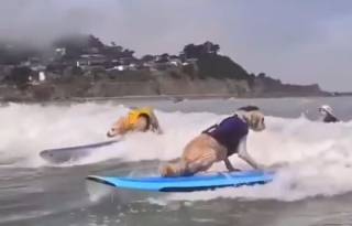 Собачий сёрфинг: в США прошел Чемпионат мира