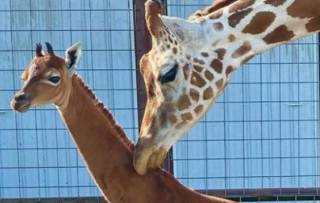 В США родился очень необычный жираф
