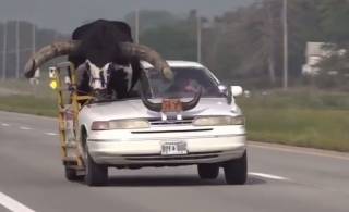 Худи Дуди: американец перевозил настоящего быка... в легковом авто