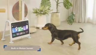 Телевизор для собак Dogsplay поможет четверолапым созваниваться с хозяином