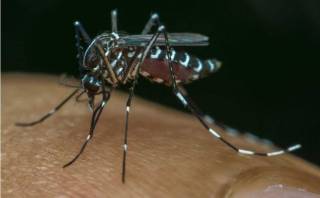 Лихорадка денге все активней распространяется по миру