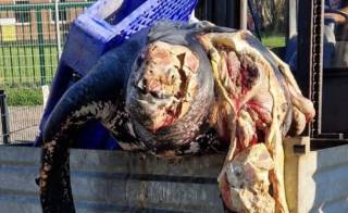 Гигантская черепаха выловлена у берегов Германии. Ее заморозили