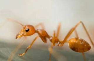 Огненные муравьи: неубиваемые насекомые атаковали Италию и угрожают Украине