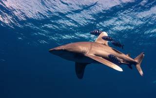 На популярном египетском курорте акула снова напала на человека