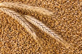 Болгария разрешила импорт украинского зерна