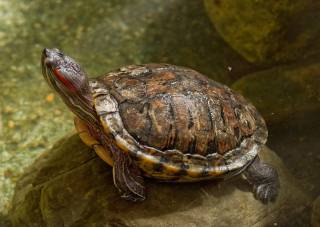 Одессит украл у соседки черепаху и съел: ему светит срок
