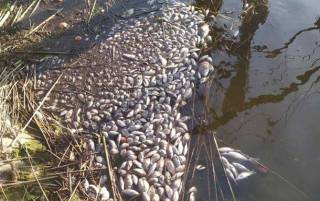 На Житомирщине зафиксирован массовый мор рыбы