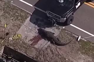 Во Флориде убили аллигатора, который проглотил женщину