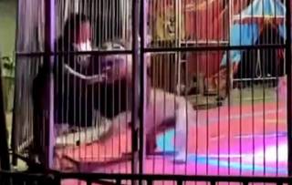 Лев напал на дрессировщика в китайском цирке