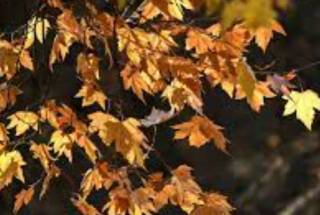 Синоптики порадовали украинцев: скоро снова потеплеет