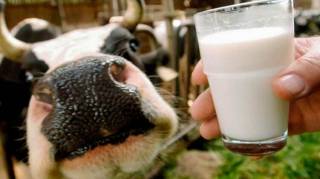 Дефицит молока в Украине 2023: новый кризис уже на низком старте