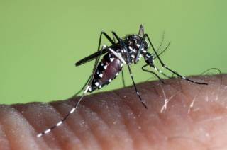 Напасть в Италии: местных жителей атакуют опасные комары