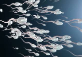Японцы выяснили, как сперматозоиды «обманывают» третий закон движения Ньютона
