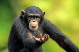 Между человеком и шимпанзе нашли кое-что общее