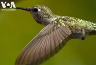 Переименование птиц: в США грядет орнитологическая революция
