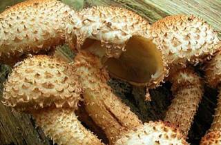Чешуйчатка обыкновенная: можно ли есть этот гриб?