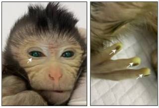 Светящаяся обезьяна, которую создали китайцы, прожила лишь 10 дней