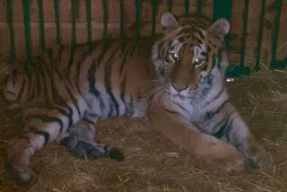 Тигрюля пострадала из-за ракетного удара по Киеву