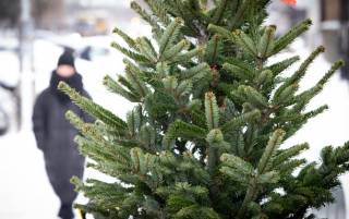 Киевлянам рассказали, где можно легально купить елку на праздники