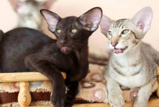Минусы ориентальных кошек: 5 причин отказаться от покупки