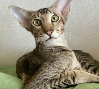 Мінуси орієнтальних кішок: 5 причин відмовитися від покупки