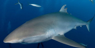 Акула заново відростила пошкоджений плавець: вчені шоковані
