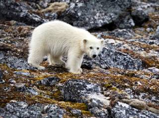 На Аляске белый медведь умер… от птичьего гриппа