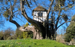 Найден самый старый в мире домик на дереве