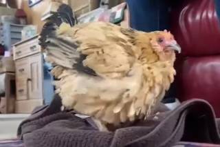 В США умерла старейшая курица в мире