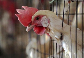 В одному з регіонів України зафіксовано спалах високопатогенного пташиного грипу