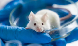 Вірус GX_P2V убив піддослідних мишей за 8 днів На черзі – людина?