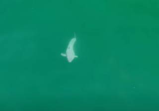 В Калифорнии впервые сняли на видео новорожденную большую белую акулу