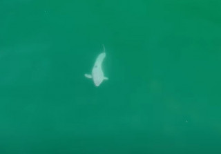 У Каліфорнії вперше зняли на відео новонароджену велику білу акулу