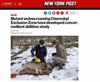 Волки-мутанты из Чернобыля развили устойчивость в раку