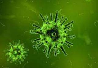 В США человек впервые умер от вируса Аляскапокс