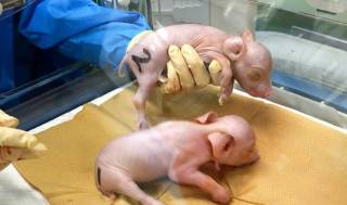 Свинья с человеческими органами: это уже реальность