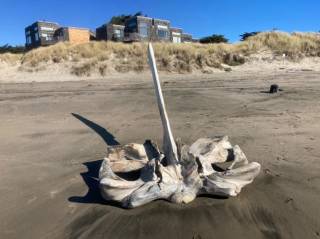На берег Калифорнии выбросило кое-что жуткое