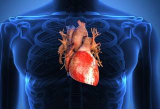 Американский кардиолог рассказал, какие тренировки могут навредить сердцу