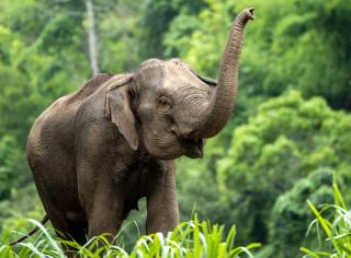 Ученые узнали о слонах кое-что очень трогательное