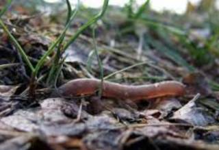 Ученые узнали о чернобыльских червях кое-что неожиданное