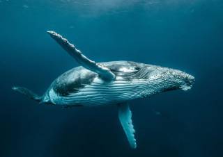 Ученые бьют тревогу: в Тихом океане массово гибнут горбатые киты