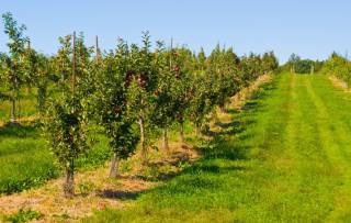 Гранты на развитие садоводства: новые правила получения