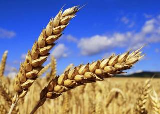 Ряд стран ЕС потребовали запретить импорт российского зерна