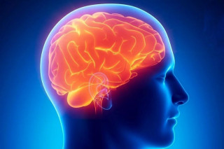 Як виявилось, мозок людини значно збільшився за останню сотню років.