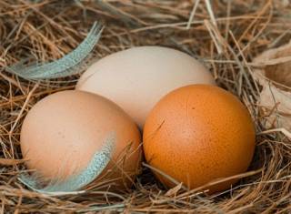 Американцы развенчали популярный миф о яйцах