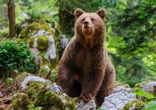 В Украине пересчитали медведей – их стало больше