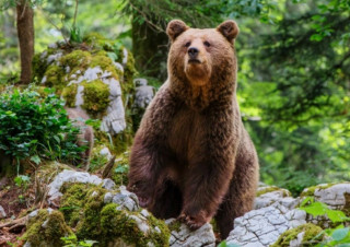 В Україні перерахували ведмедів – їх побільшало
