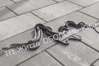 В Киеве заметили массовое нашествие змей